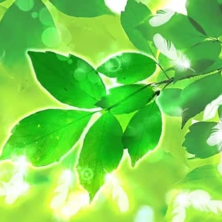みんなの電話占い_心ノ羽先生
